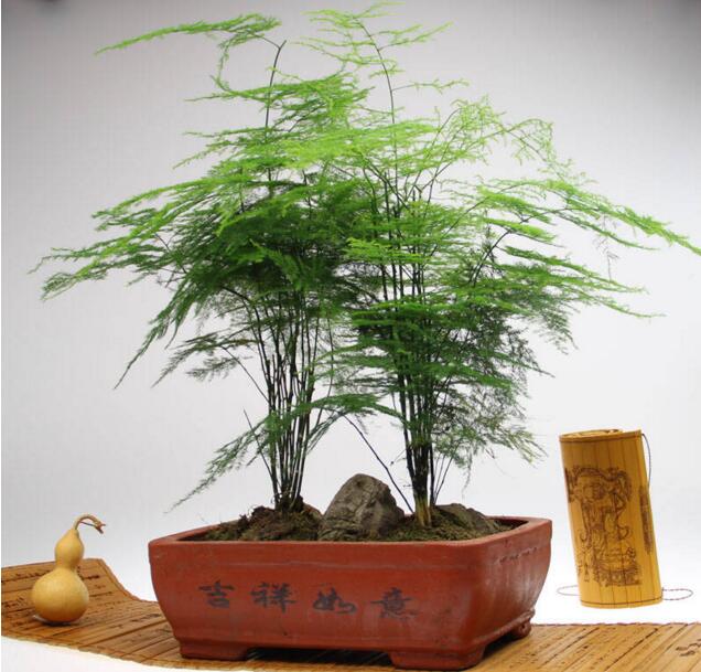 �k�����bDƬ